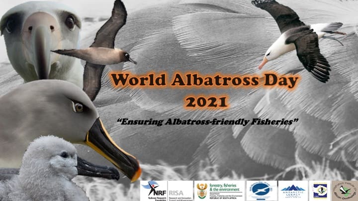 Celebrating World Albatross Day 2021